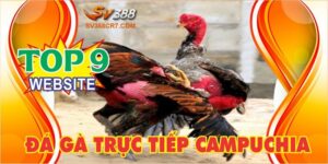 Top 9 website đá gà trực tiếp Campuchia