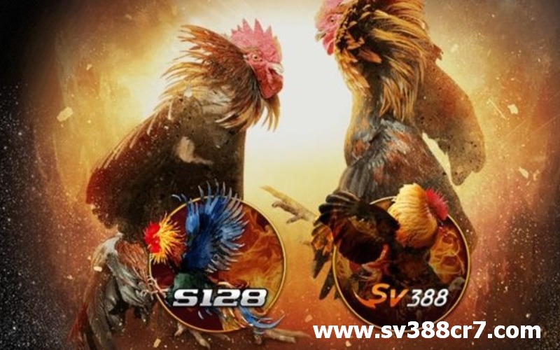 S128, SV388, những website đá gà trực tiếp Campuchia uy tín