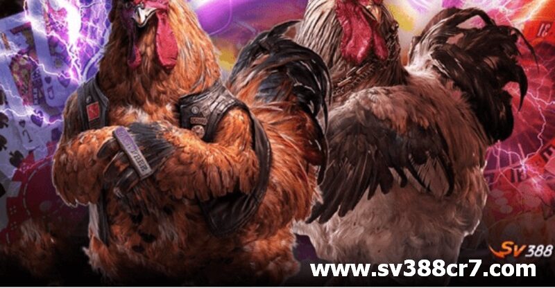 SV388 chia sẻ mọi Kiến thức về gà cho anh em