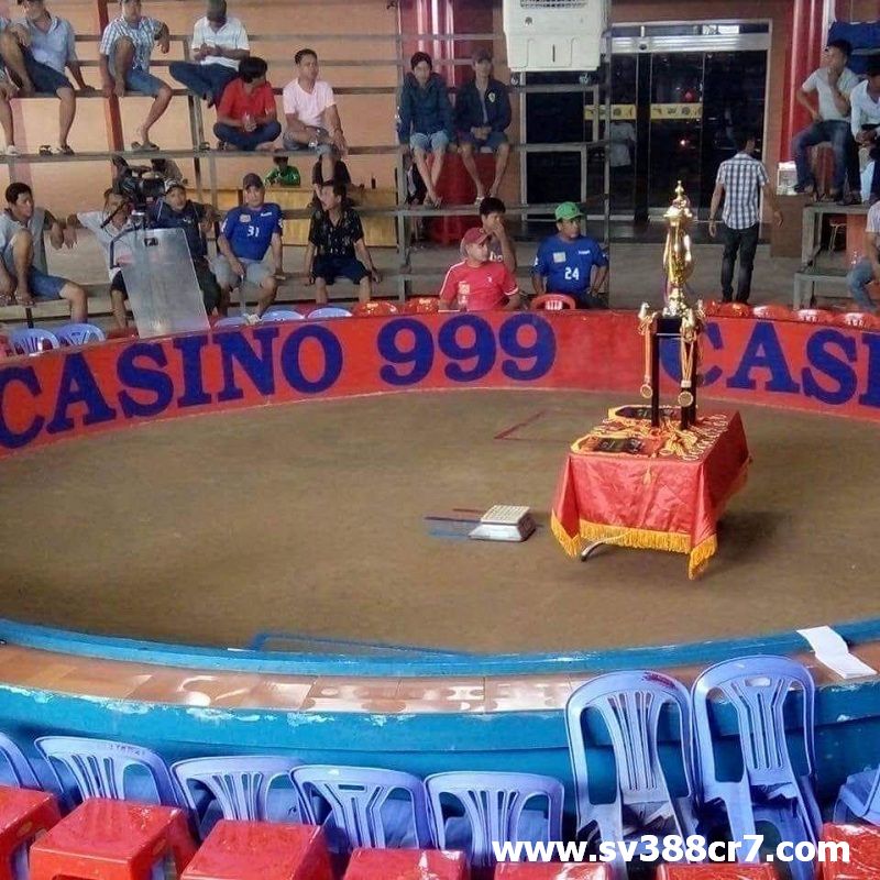 Bồ gà Casino 999