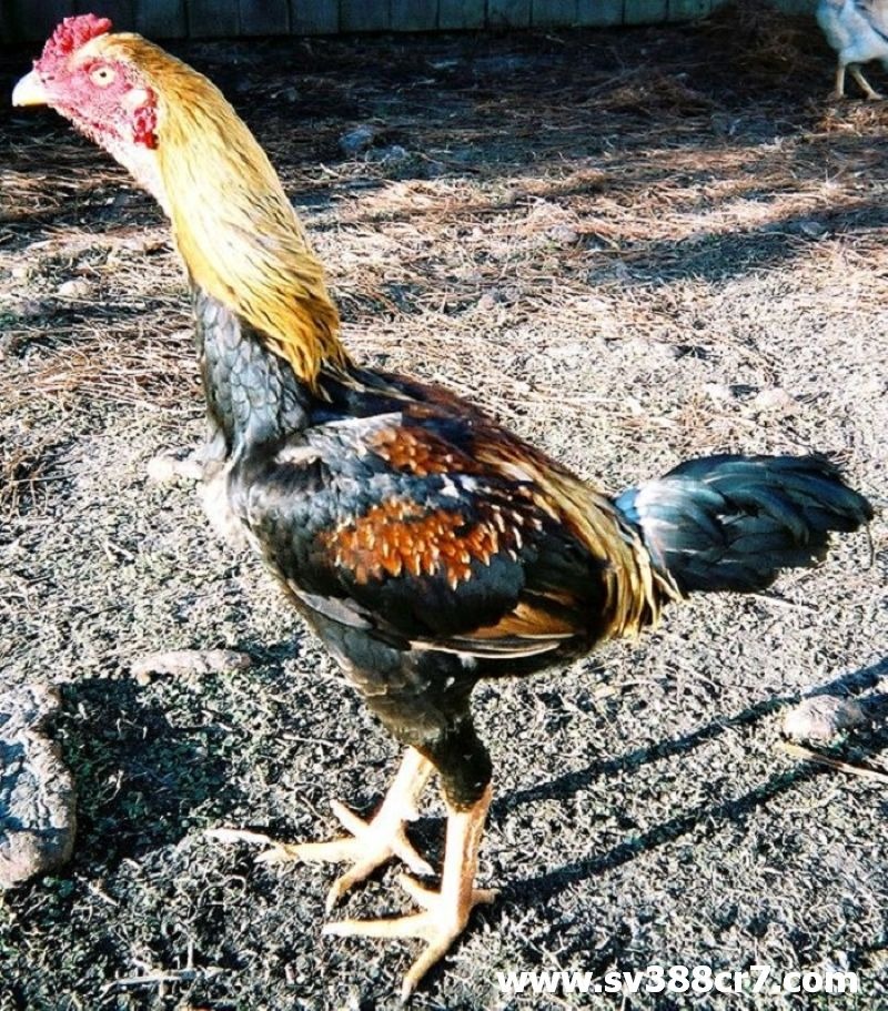 Cơ thể cân đối của gà rừng Saipan