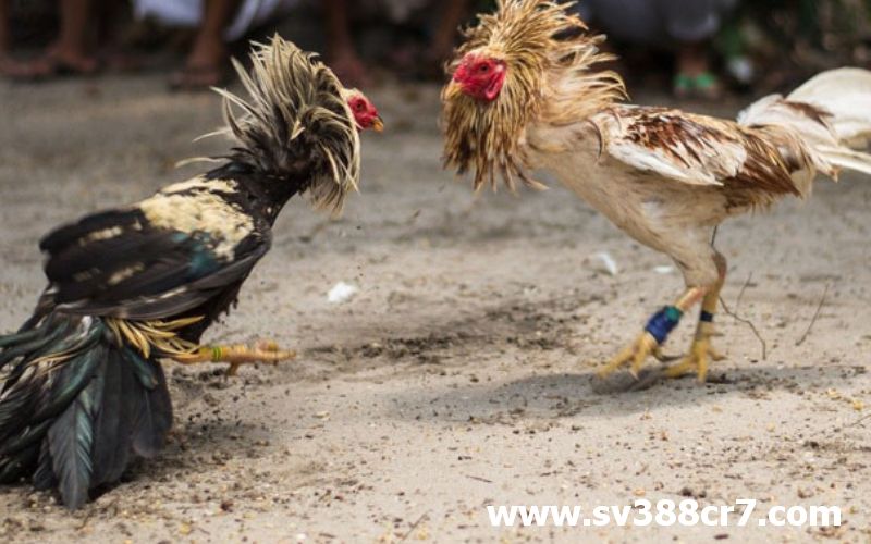 Đá gà trực tiếp Senegal với những trận đá gà hấp dẫn nhất