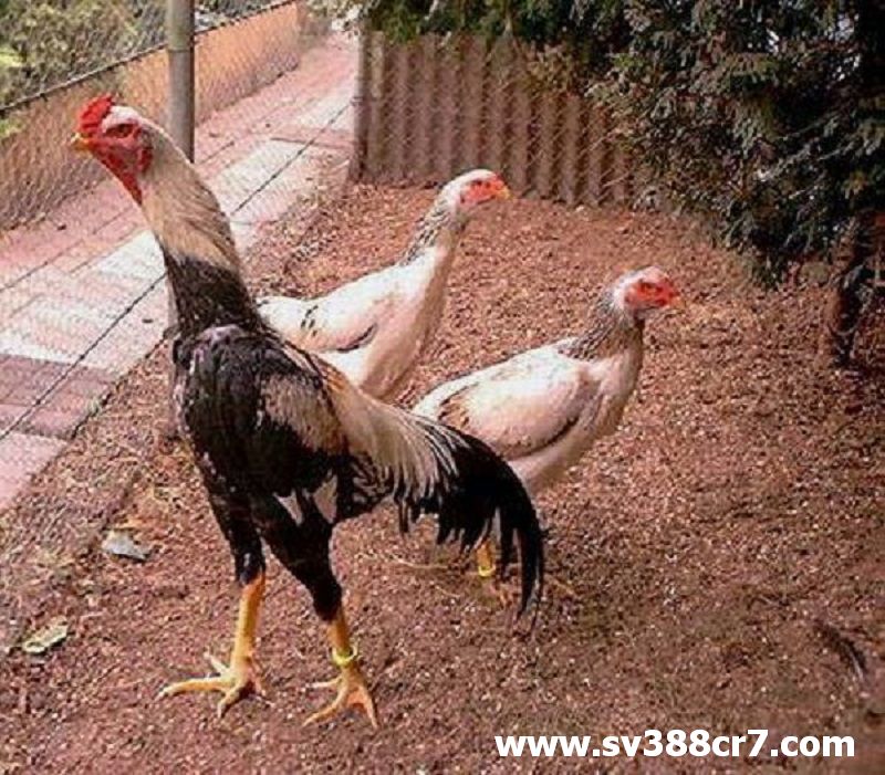 Gà Shamo có thân hình to lớn hơn các giống gà khác