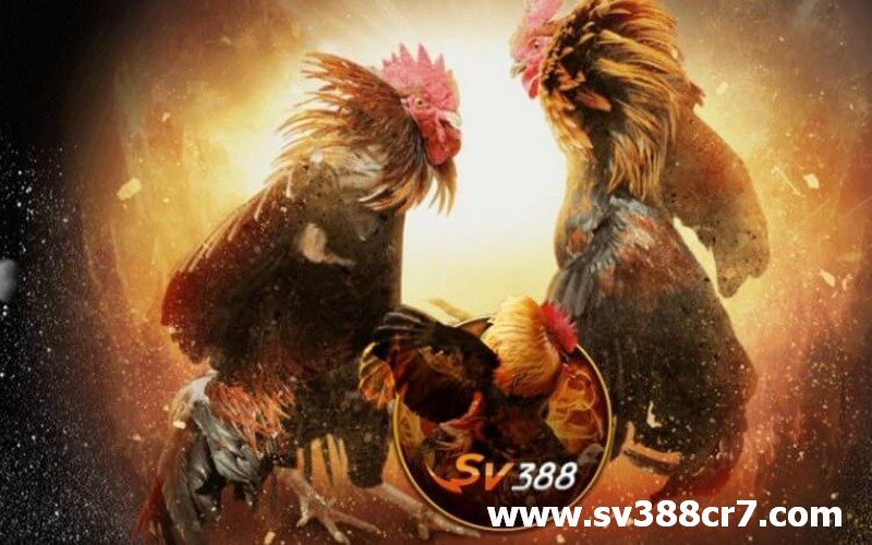 SV388 nhà cái uy tín của anh em thích độ gà