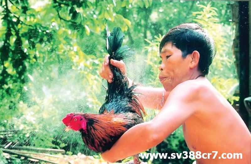 Tắm cho gà nòi đúng cách sẽ giúp gà tránh bị bệnh