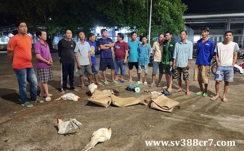 Hàng loạt các trường gà bị triệt phá trên địa bàn tỉnh Bình Thuận