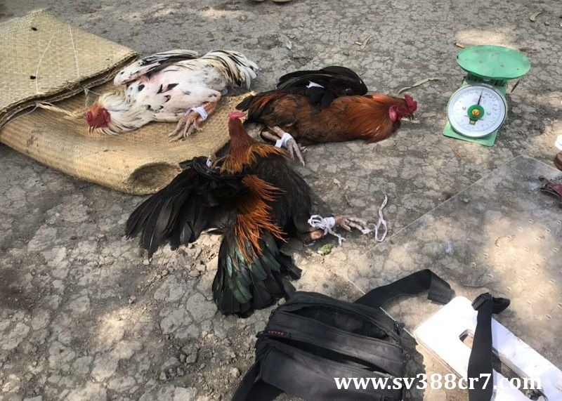 Vấn nạn đá gà ăn tiền đang diễn ra vô cùng phức tạp tại thành phố Hồ Chí Minh