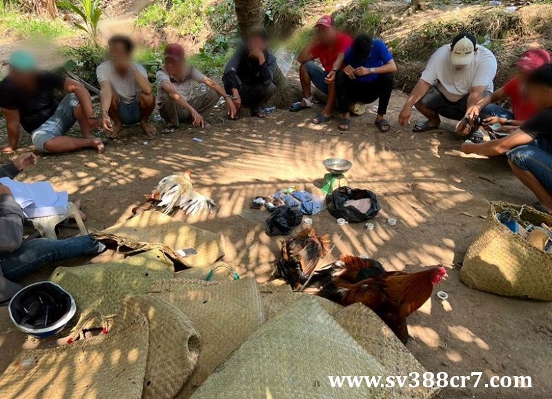 Nhóm đối tượng cờ bạc núp bóng đá gà bị bắt giữ ngay tại vườn dừa tỉnh Vĩnh Long