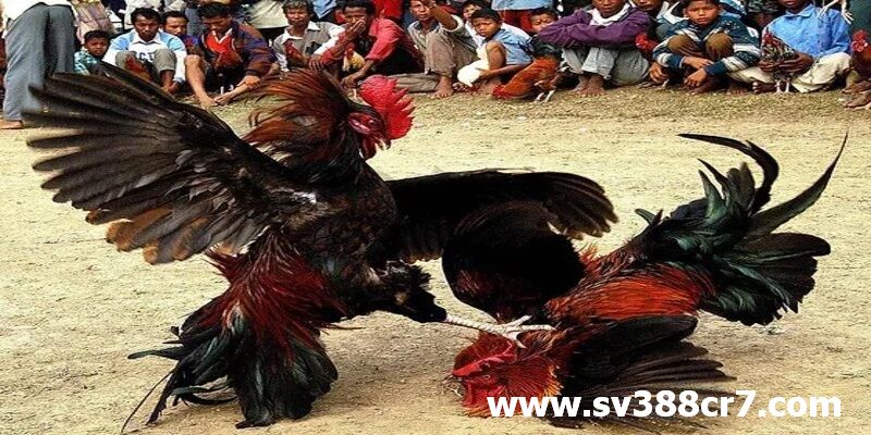 Đá gà online Đông Timor