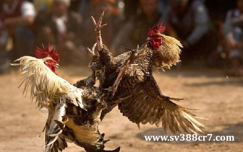 Vấn nạn đá gà đang diễn ra vô cùng phức tạp trên địa bàn tỉnh Bình Định