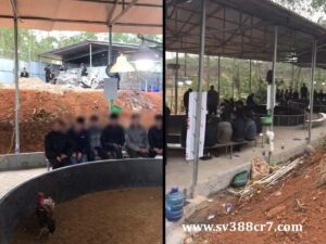 Nhóm người đá gà ăn tiền bị vây bắt ở Phú Thọ
