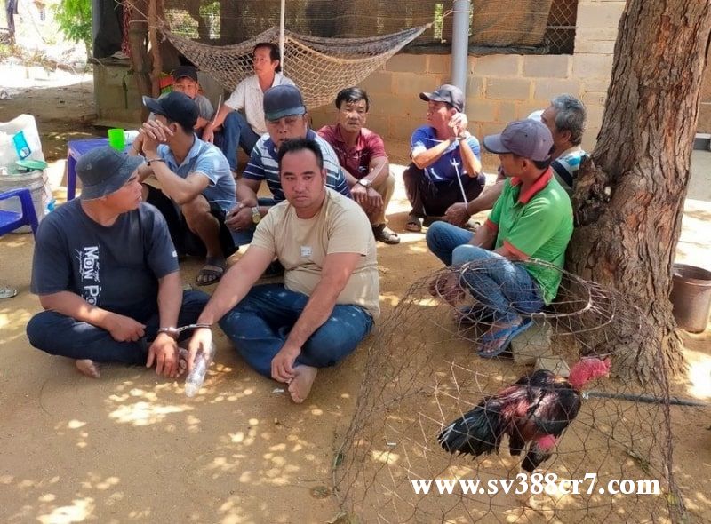 Cận cảnh tụ điểm đá gà ăn tiền bị bắt tại Ninh Thuận
